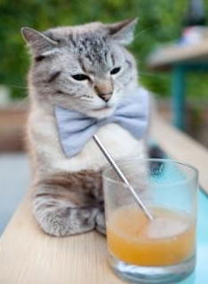 开云体育中国官网-突尼斯制霸尤文，加克波如何成为关键先生